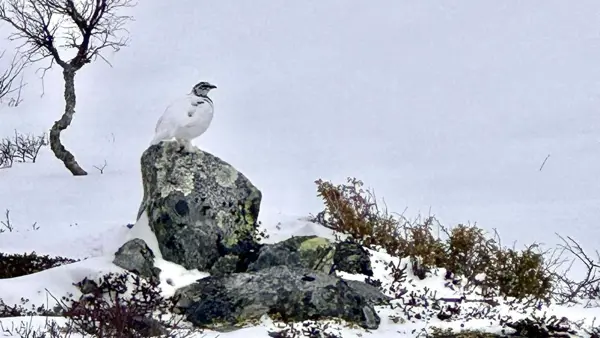 Friåkningen i Frostviken stänger för den här säsongen!