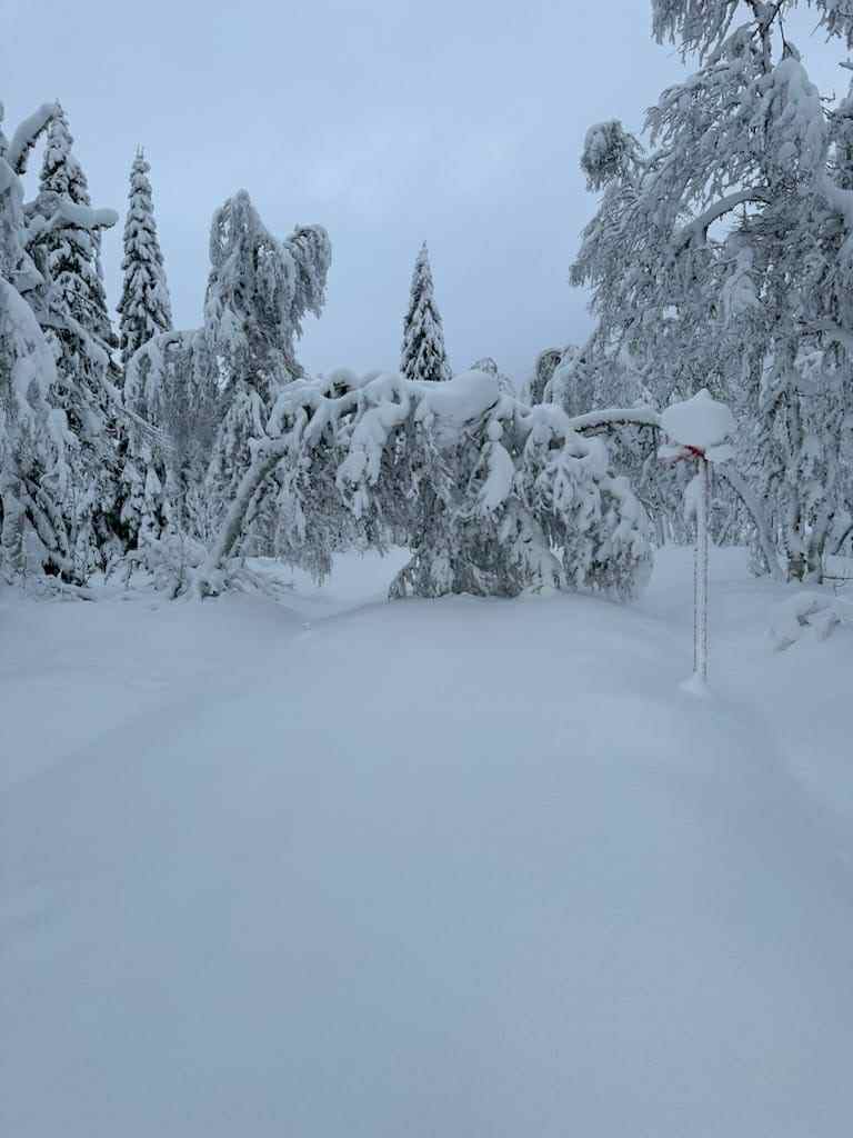 Trädhäng och fällor på leden 