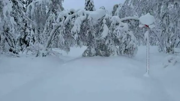 Trädhäng och fällor på leden 