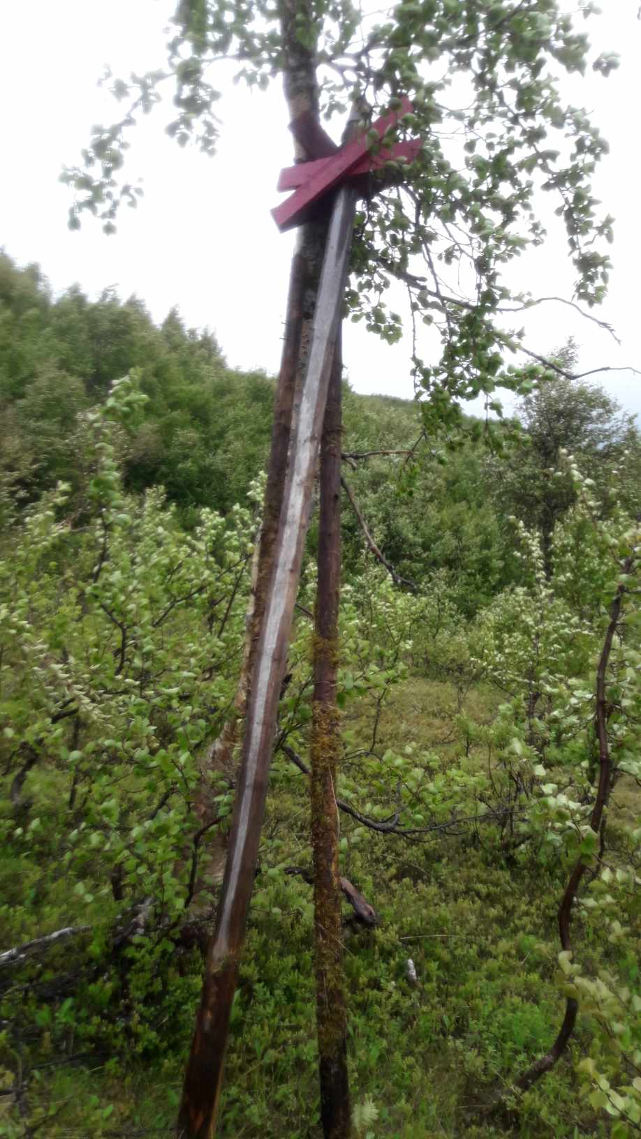 Naturvärd sökes till vintersäsongen 2027 i Frostviken. Är det du?